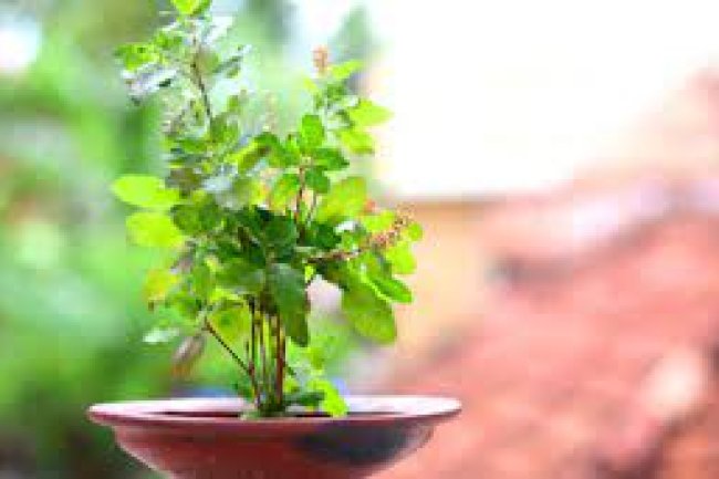 सौभाग्य के लिए अच्छे, ये 10 शुभ पत्ते