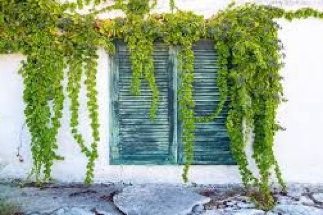 घर की दीवार के सहारे न चढ़ाएं बेल और लताओं को