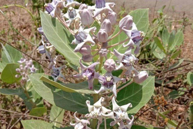 जानिए श्वेतार्क आंकड़े के चमत्कारी फायदे