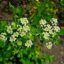 अजमोदा (Ajmoda) के फायदे, उपयोग और नुकसान