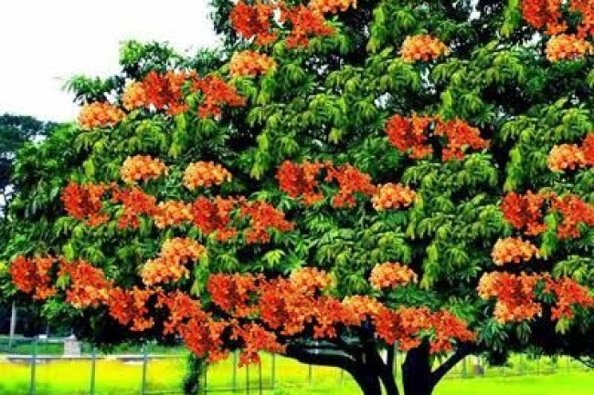 घर के सामने है अशोक का वृक्ष? जानिए इससे जुड़ी ये 4 ज़रूरी बातें